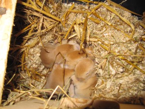 unser erster wurf 2009